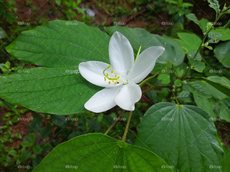 Bauhinia acuminata