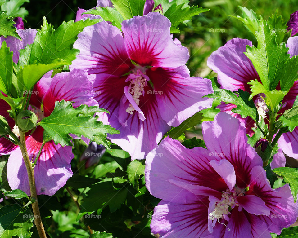 Rose of Sharon blooming