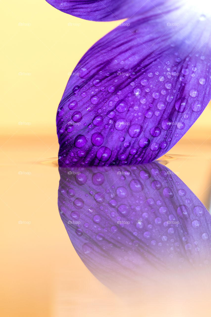 A macro portrait of a purple crocus flower petal touching the surface of some water casting a reflection into the water with an orange background. on the petals there are some water drops present.