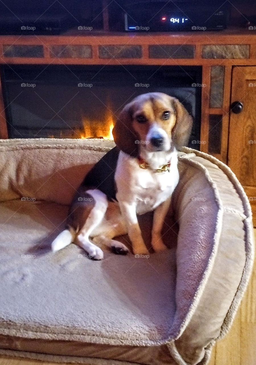 Fireside Dog Chat