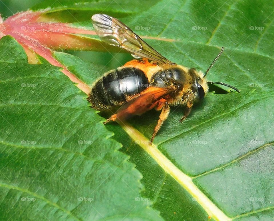 Close up of bee with pollen on a leaf