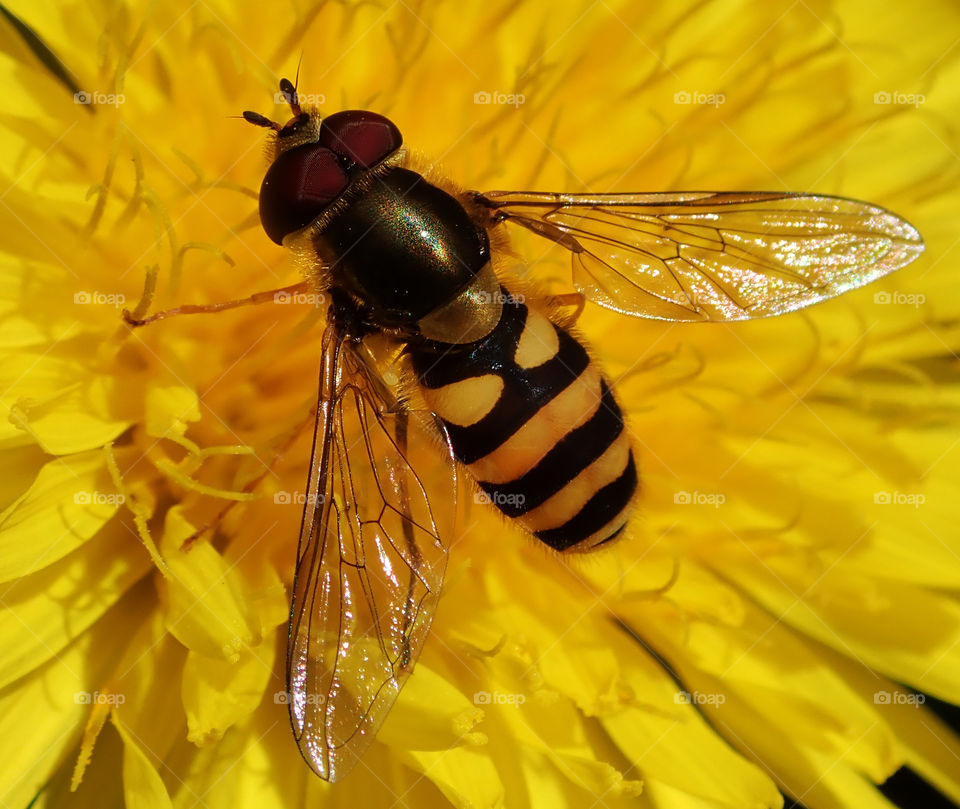 Hoverfly pollinating yellow dandelion flower in the backyard during summer