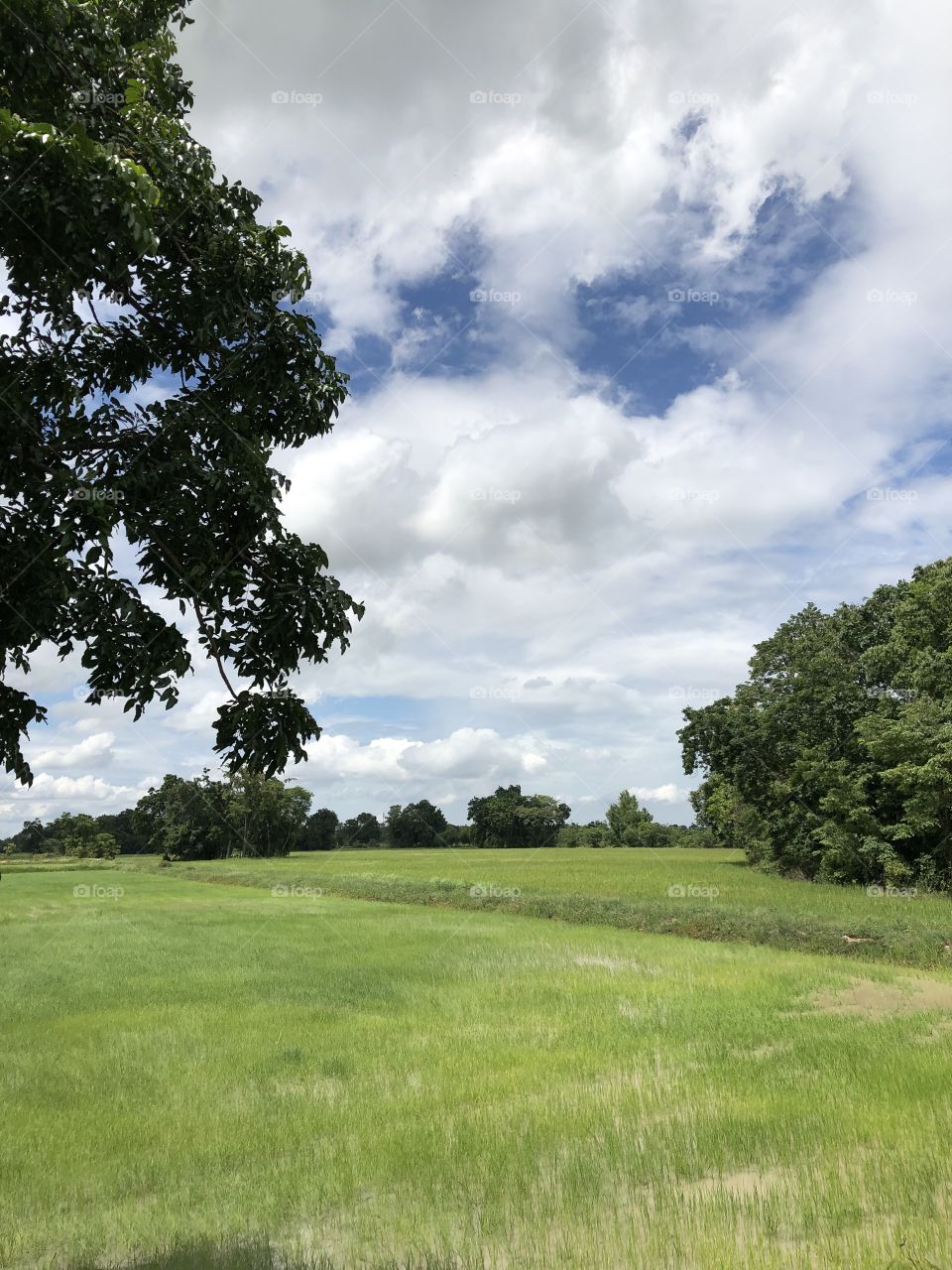 The stories of the field, my garden ( countryside) Thailand 🇹🇭