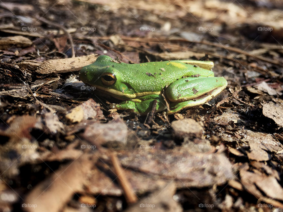 Green tree frog patiently waiting for spring to warm up just a bit more. Yates Mill Park in Raleigh North Carolina, Triangle area, Wake County