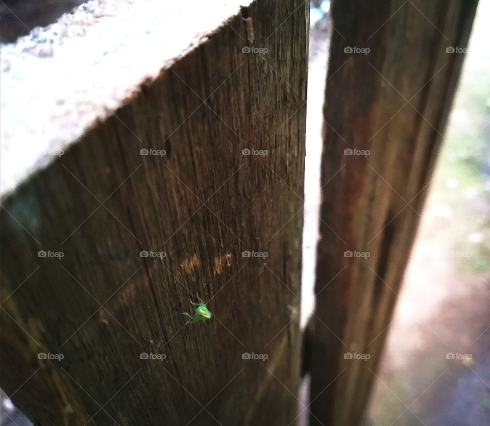 A shot of a green insect I found on our wooden fence. I'm not exactly sure what it's called but it sure looks interesting!