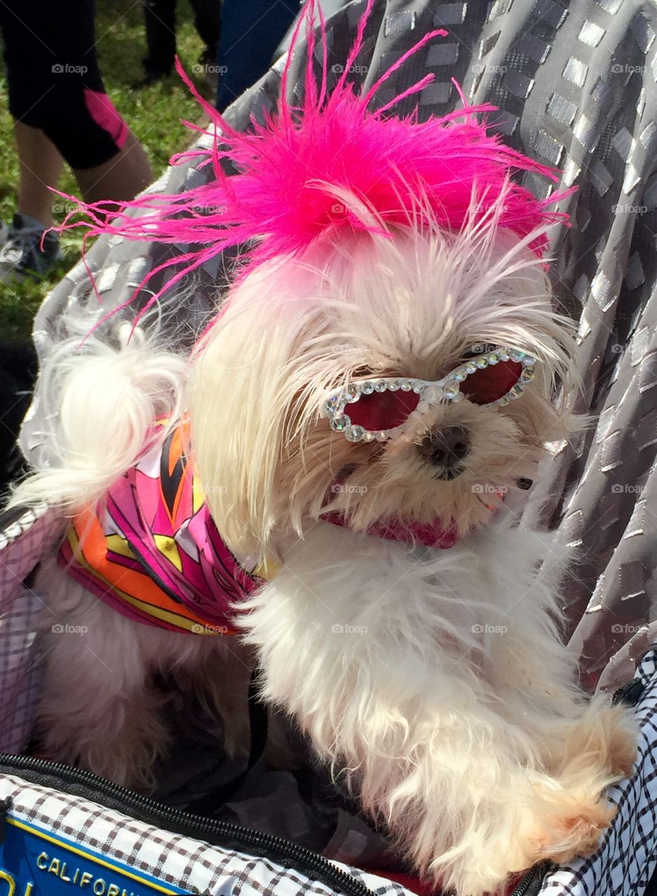 Fancy Diva Dog
