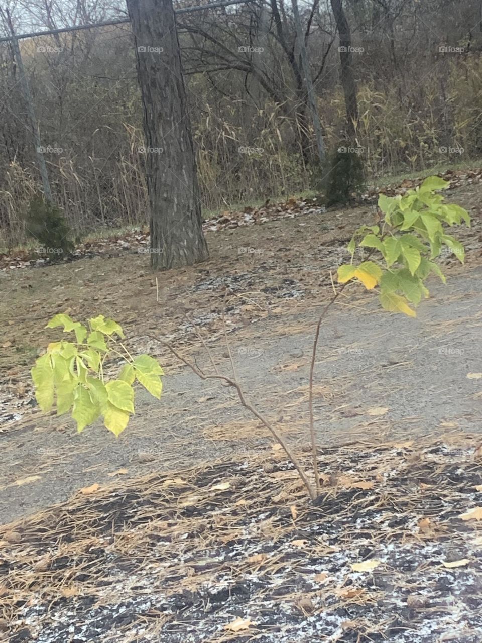 Lonely green Tree parting ways 