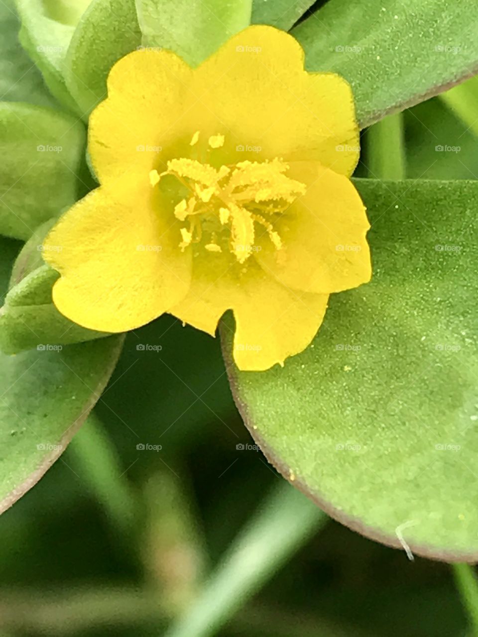 Sweet yellow flower