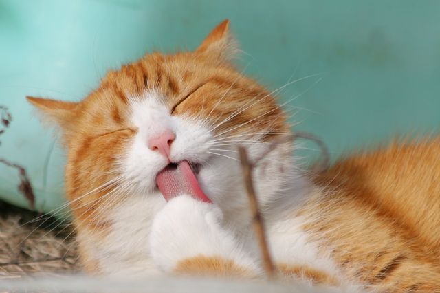 Cute cat
