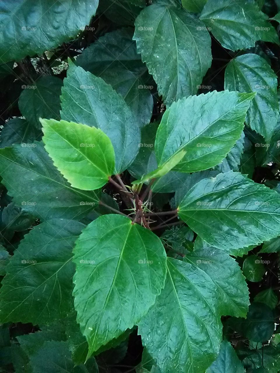leafy  flora