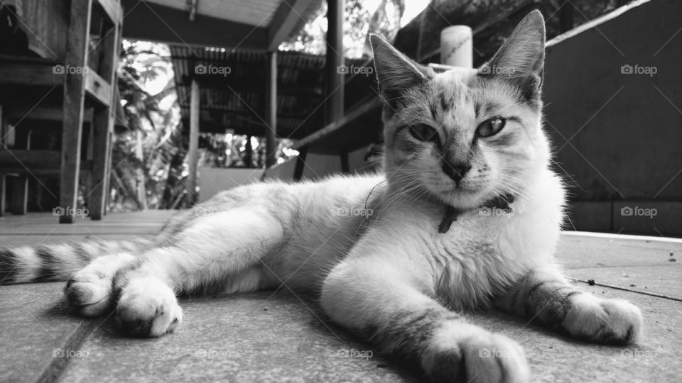 Cat lying down on floor