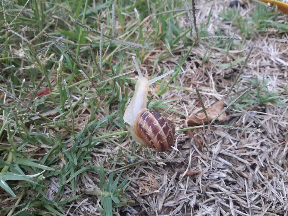 Snail