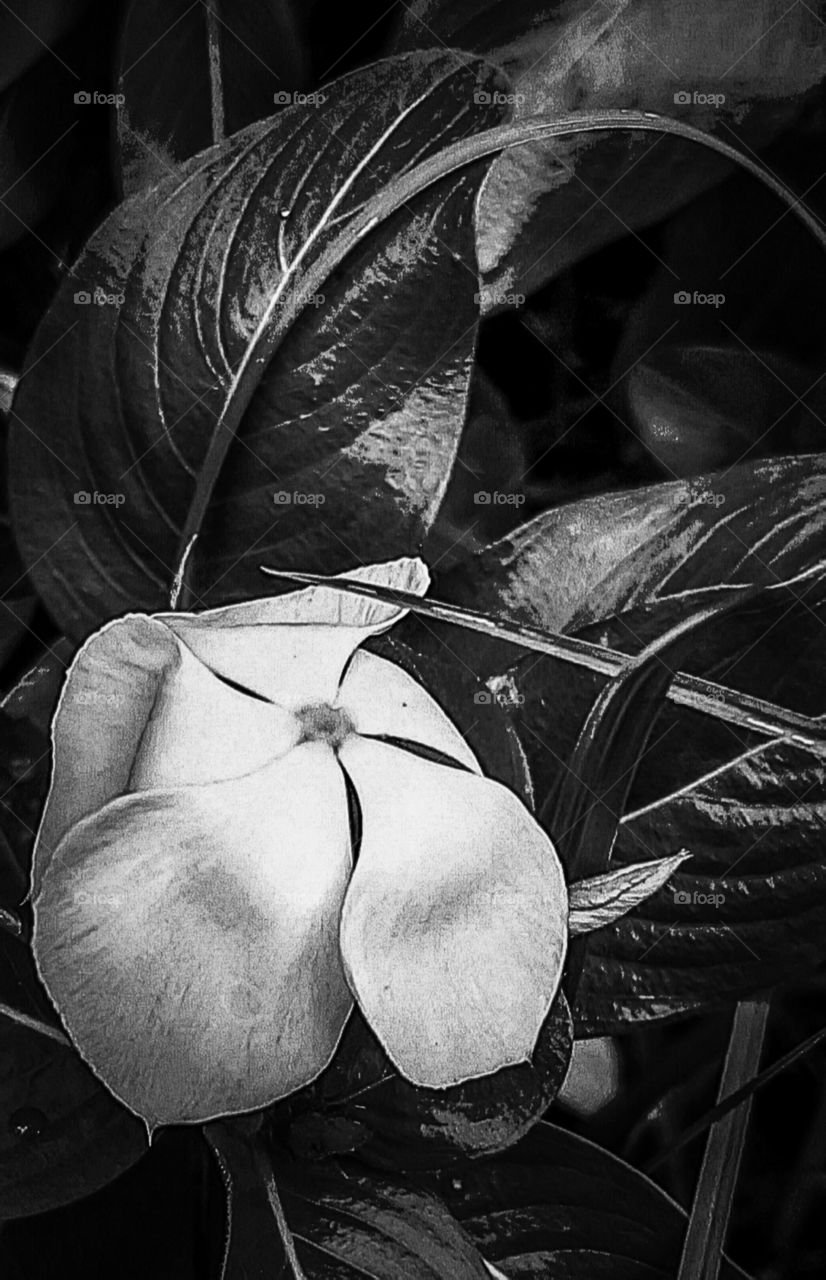 flower and foliage shown here in black and white