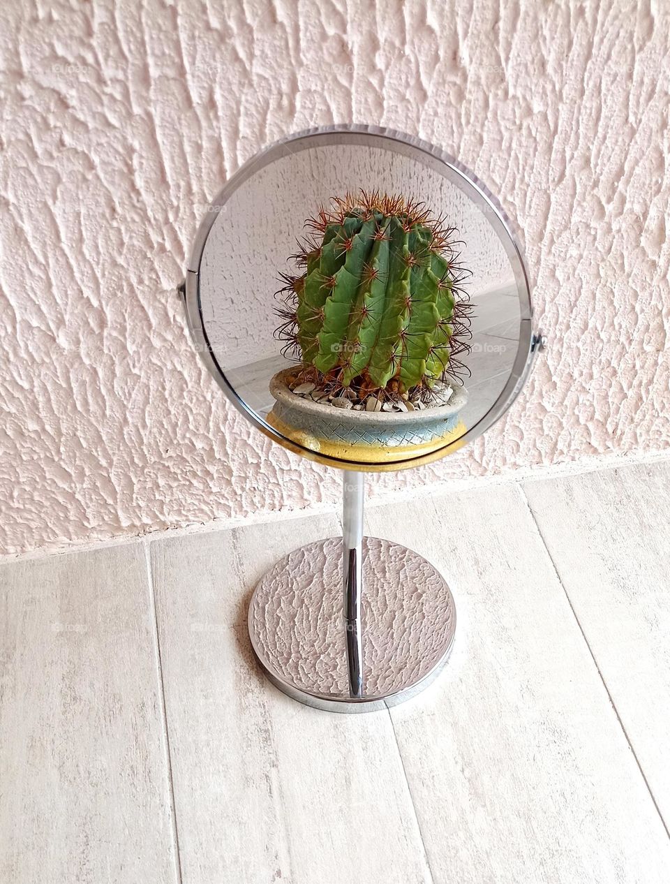 cactus reflection 🪞 round beautiful texture