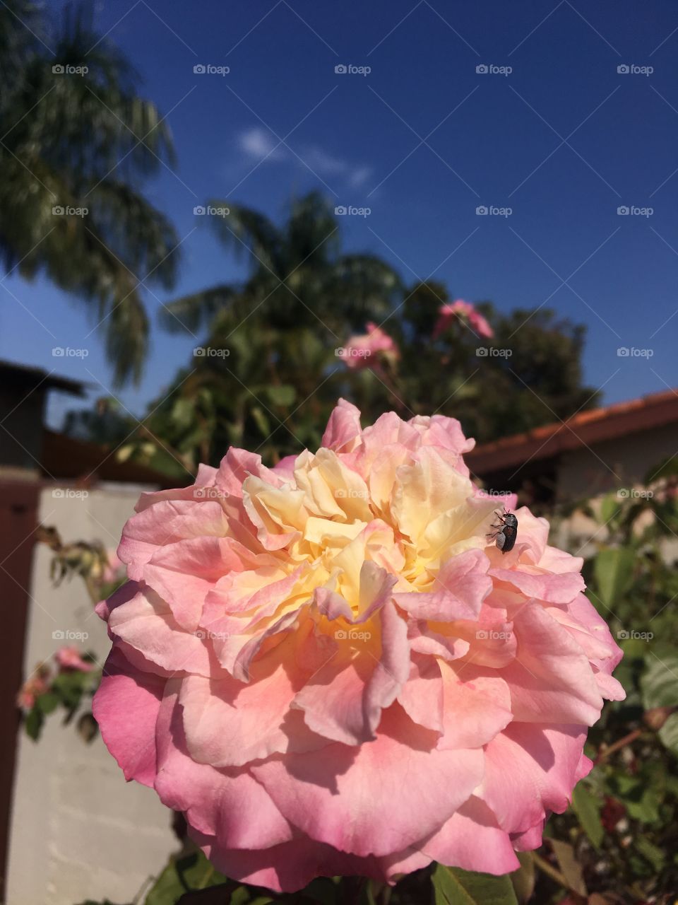 🌼#Flores do nosso #jardim (com #insetos e tudo mais), para alegrar e embelezar nosso dia!
#Jardinagem é nosso #hobby.
🌹🐞
#flor #flowers #flower #pétalas #garden #natureza #nature #flora