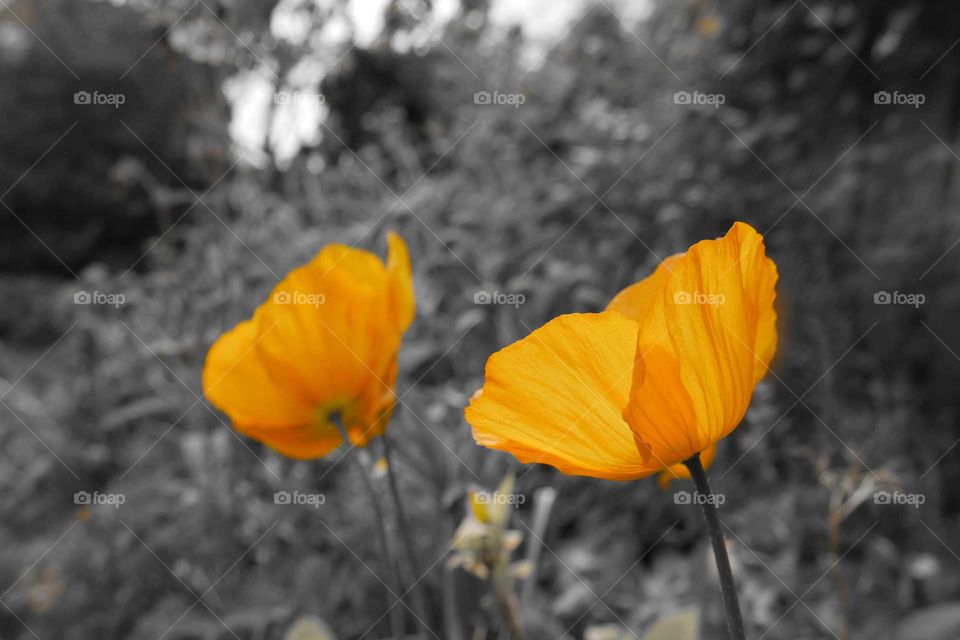 Orange poppy flowers