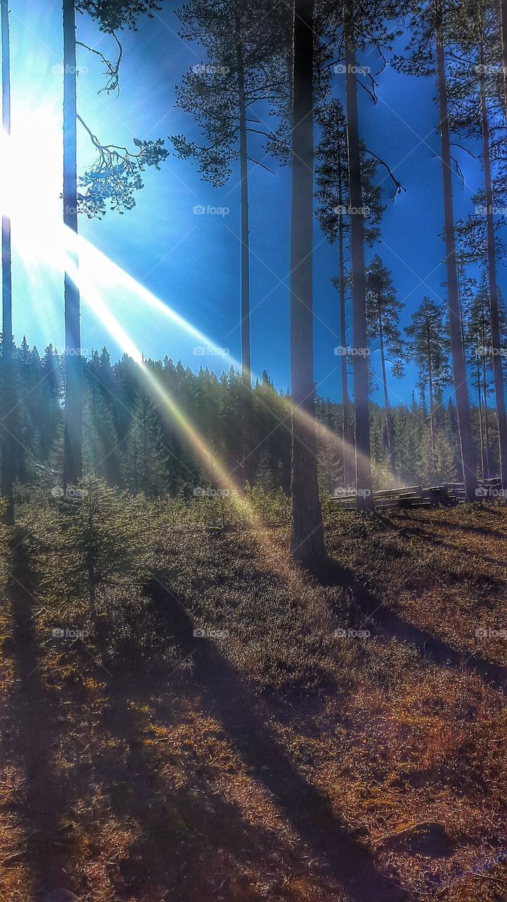 Trees in the forest