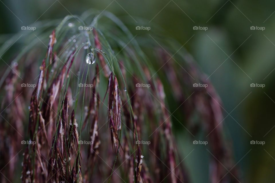 Morning dew on plant