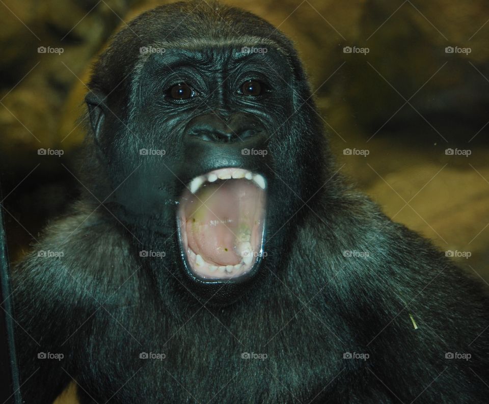 Gorilla 