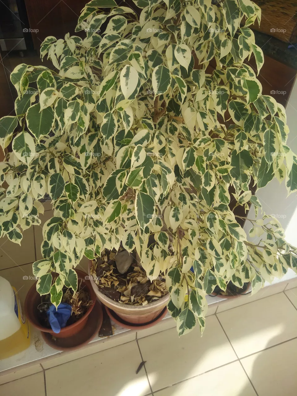 House plant