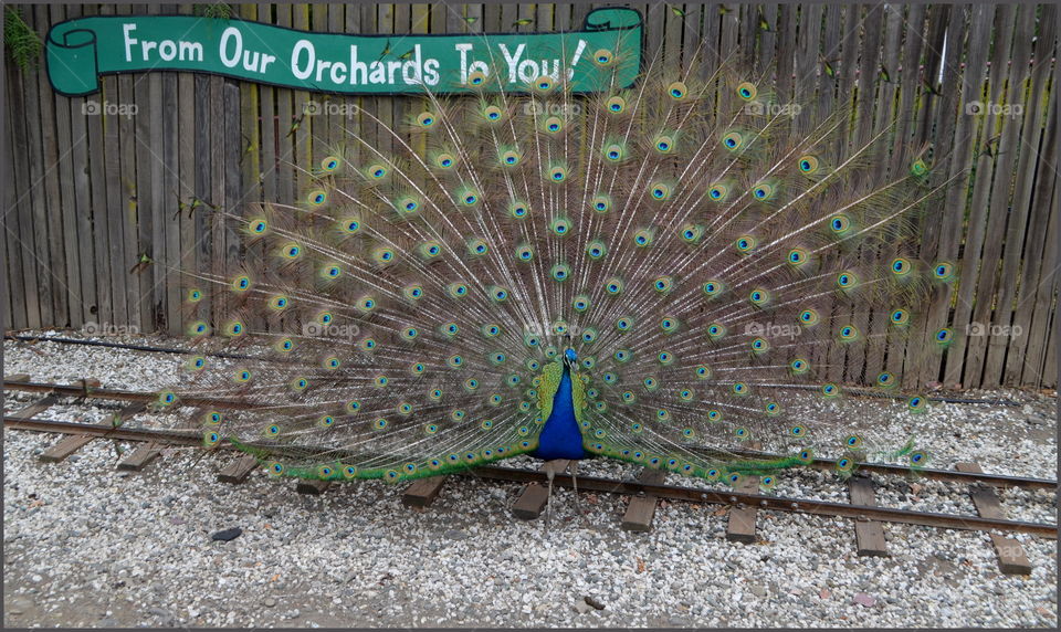 Peacock