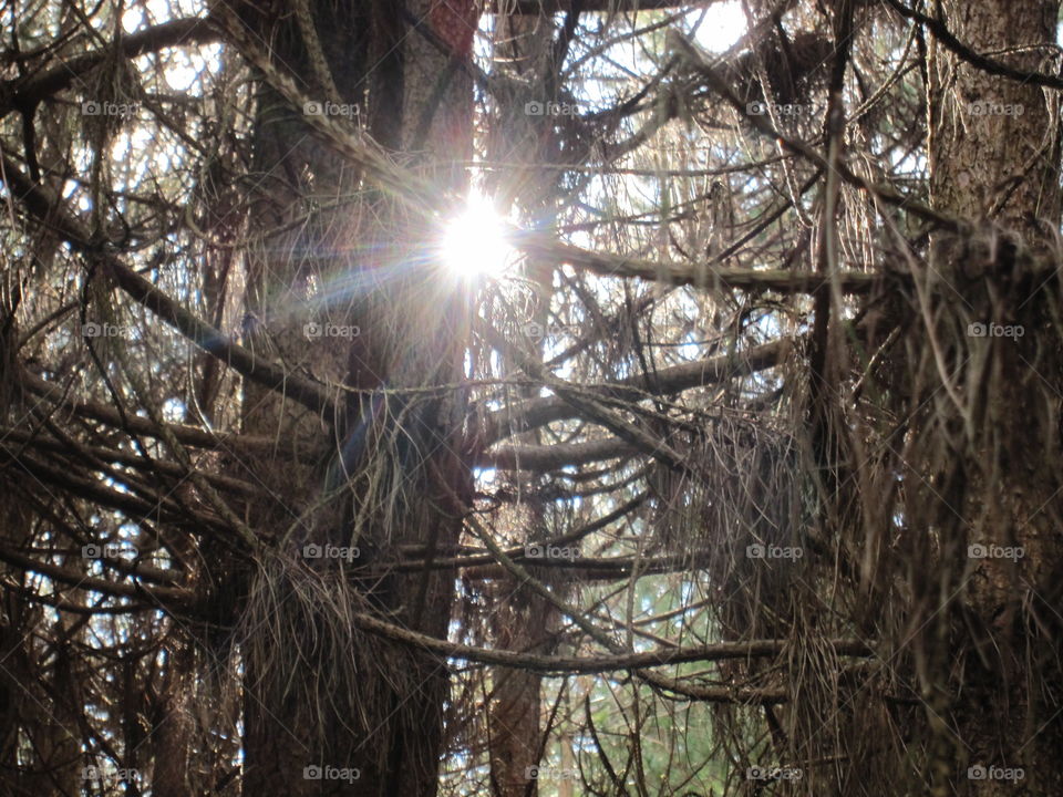 Sunrays Peeping Through Branches