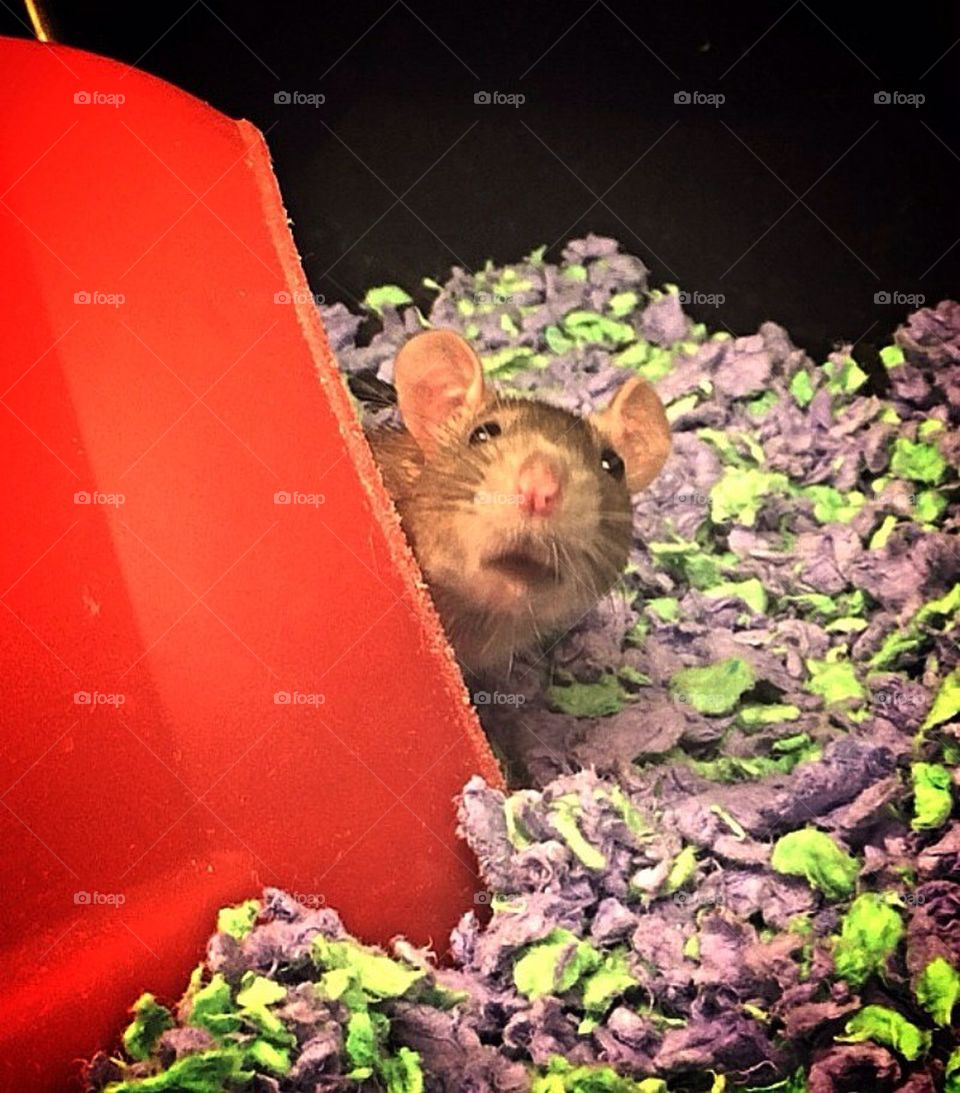 Rattie