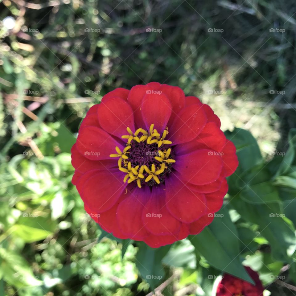 Red Flower Petal 