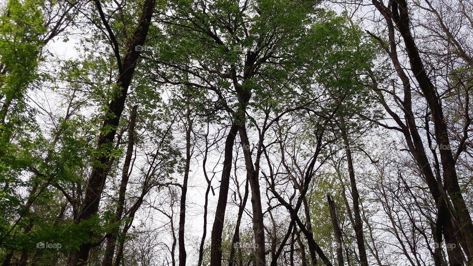 April Woodland Views