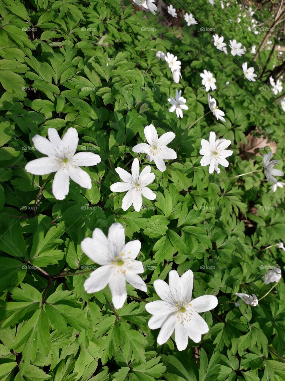 springtime in the wood