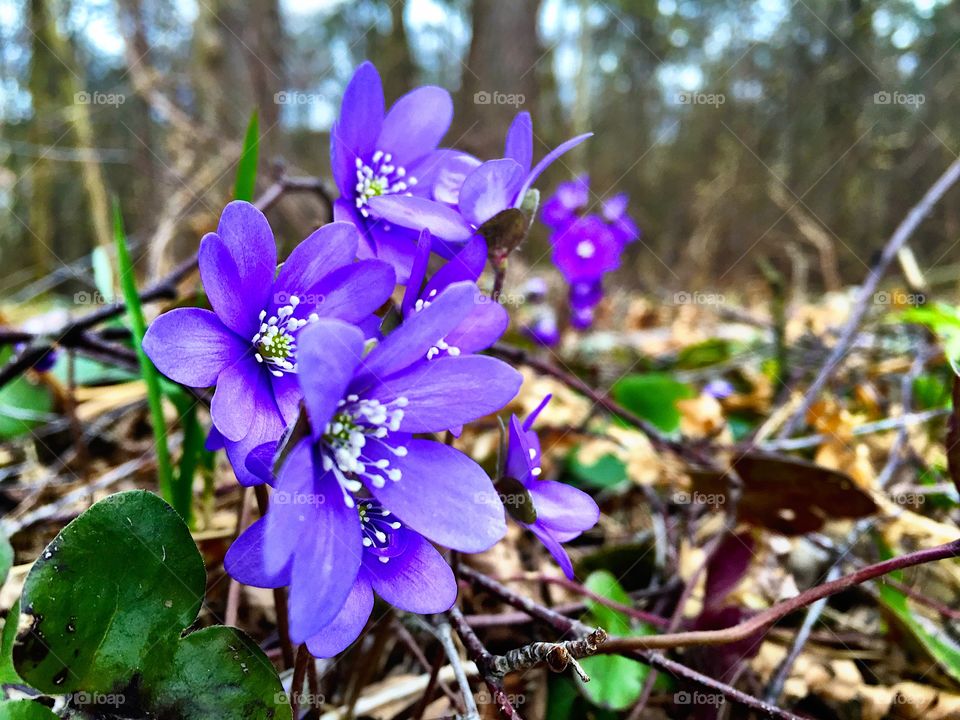 Close-up of blue anemone