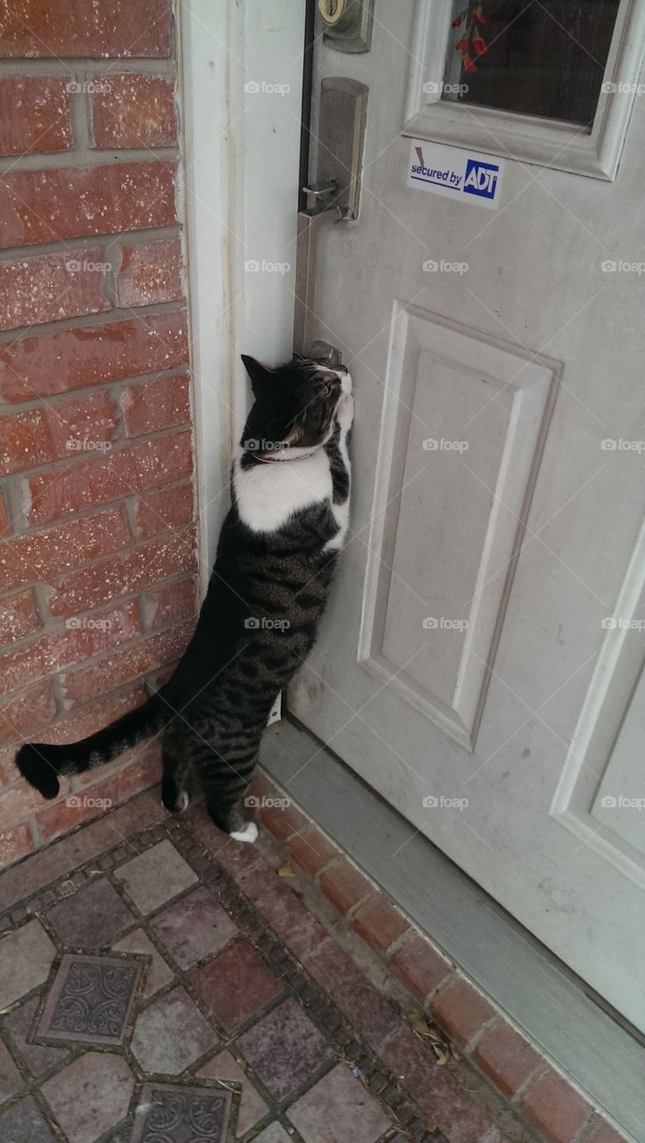 the door cat
