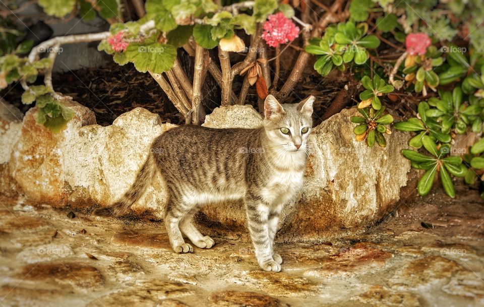 Greek cat Folegandros