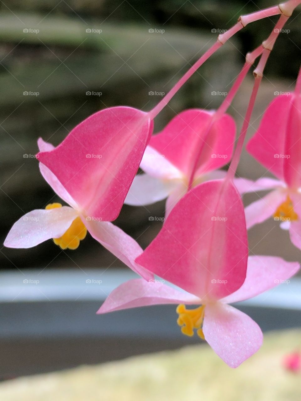 delicate pink flowers