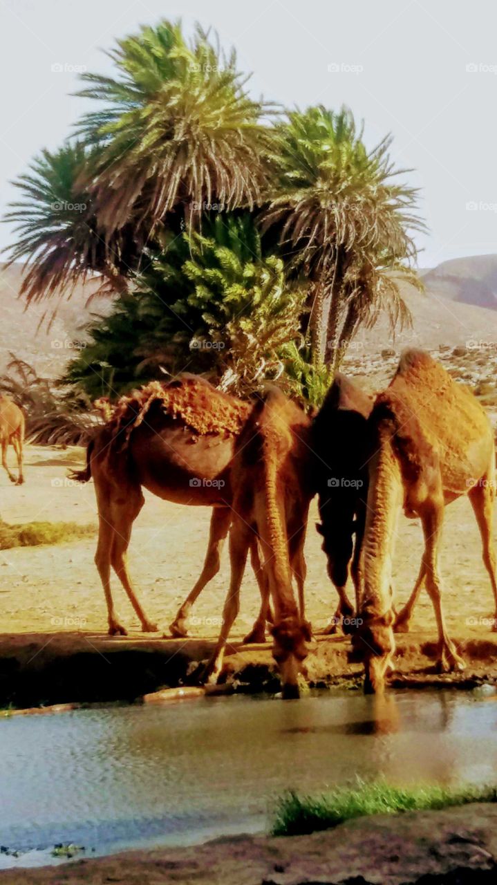 Camels in an oasis in a village in the region of Guelmim,Morocco