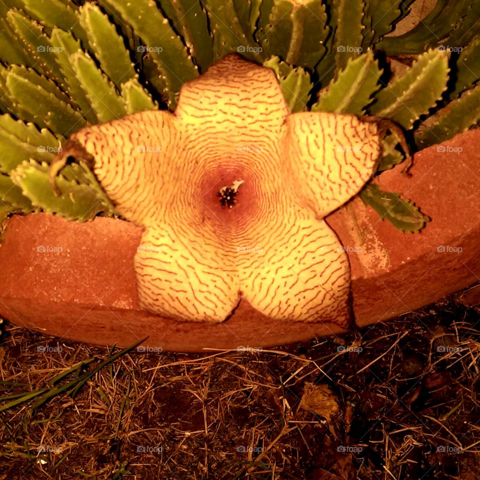 Prolific succulent fills pot with large, star-shaped, odiferous flowers. ( 5 total in this group of plants)