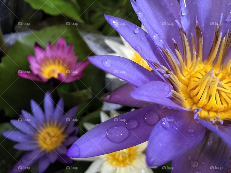 Water droplets on lotus petals