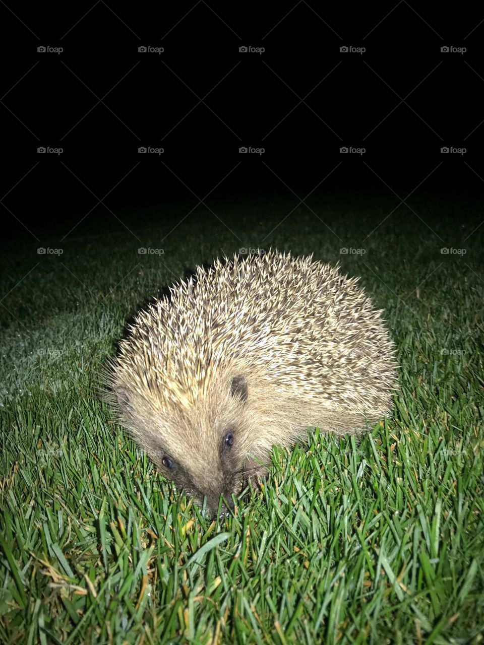 Igel Hedge 
