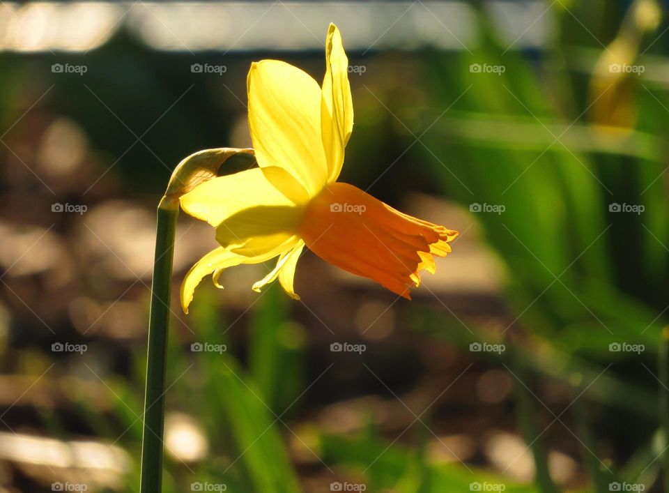 daffodil in sunlight