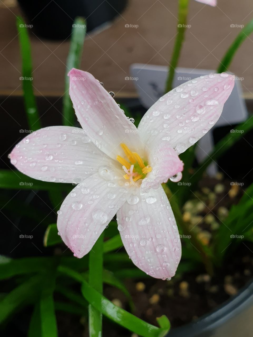 the beautiful rain lilly in Thailand