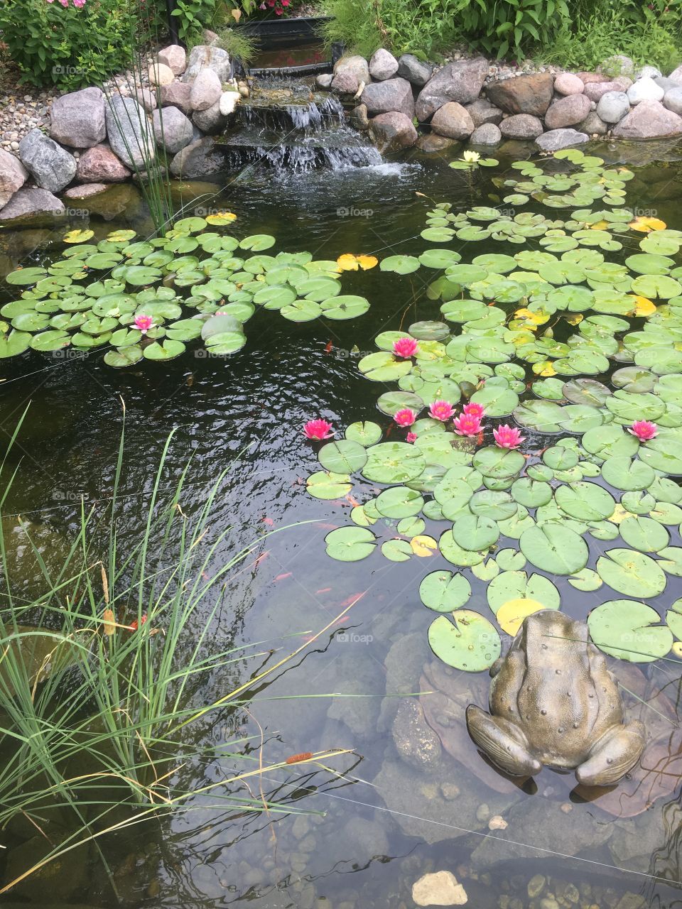 Pond of Beauty