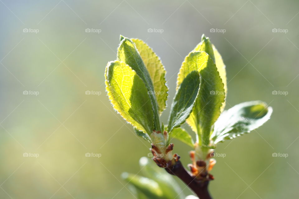 Leaf bud