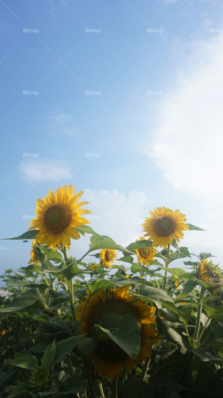 bunga apa matahari