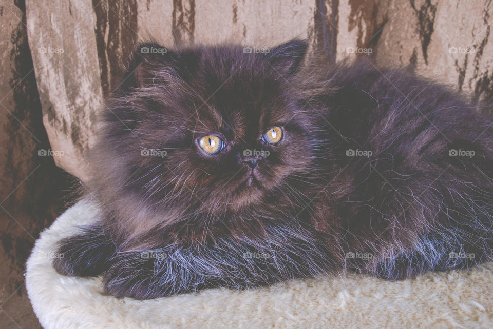 Black Persian Kitten with Gold Eyes 2
