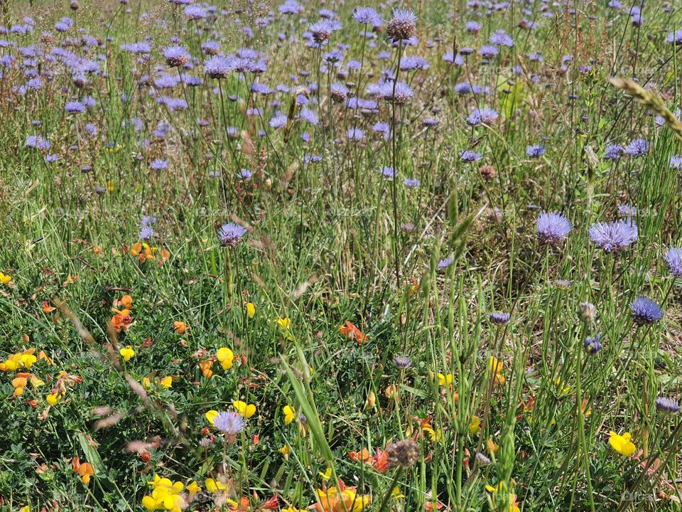Blumenwiese