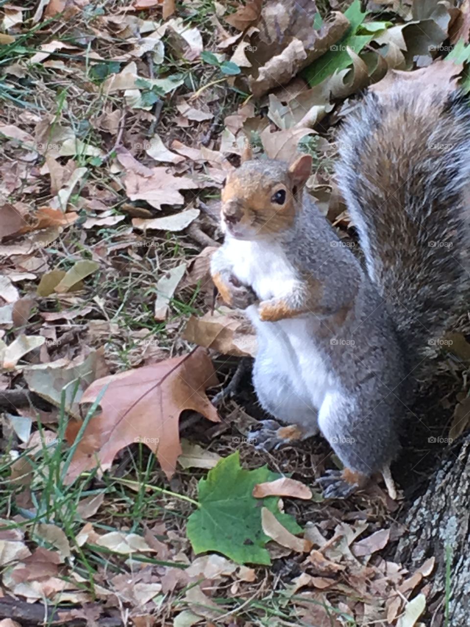 Squirrel 3