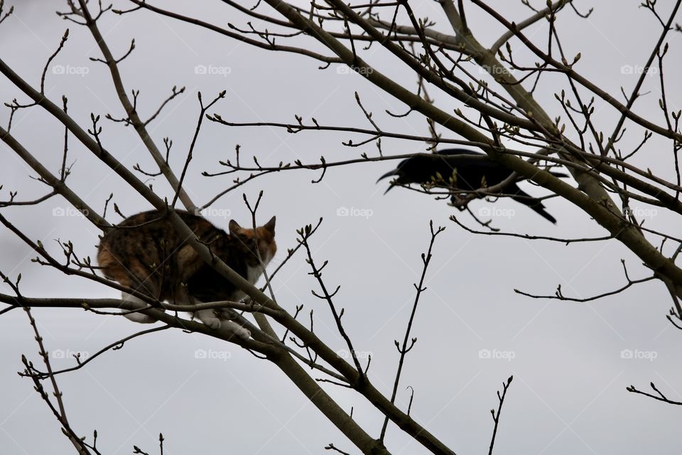 Cat and crow on The branch