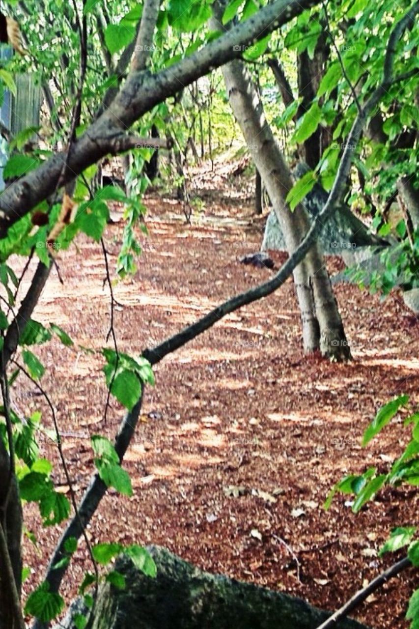 Follow the Middle Path