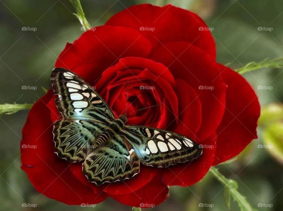 Nature Butterfly Red Rose