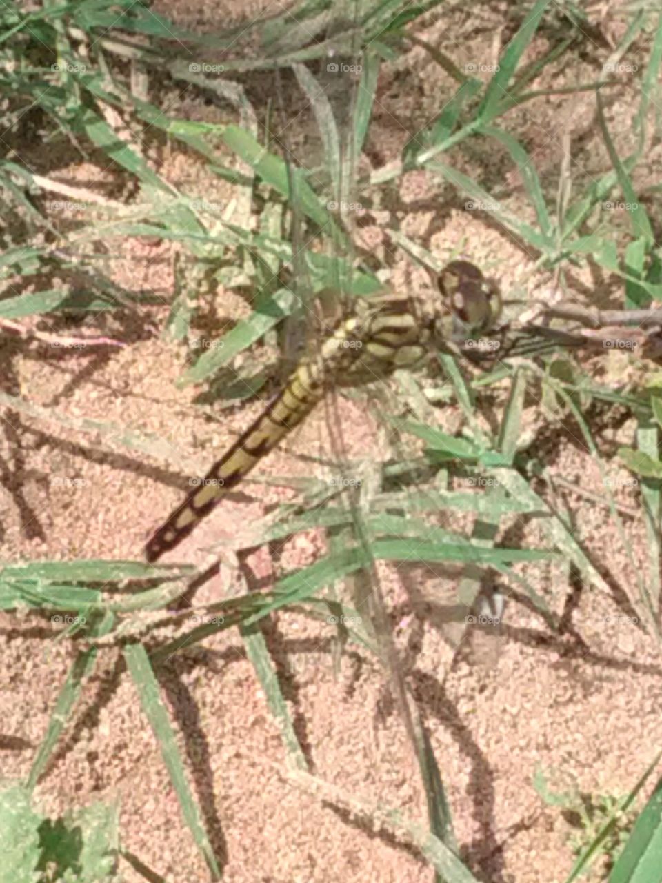 When it is alive and young, then it is very rare that one place does not stay.